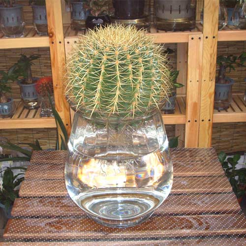 十二星座 最配你的水培植物