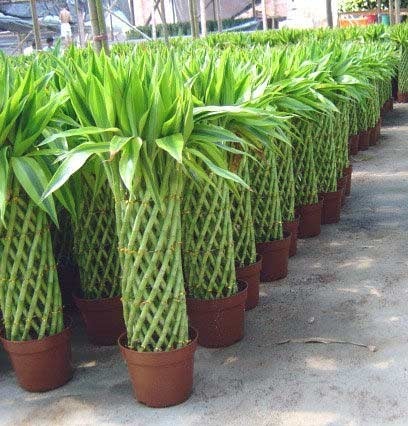 2011年家居旺財旺家的28種植物 2011年家居旺財旺家的28種植物