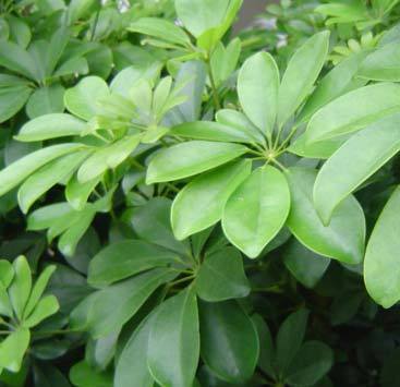 2011年家居旺財旺家的28種植物 2011年家居旺財旺家的28種植物