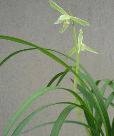 2011年家居旺財旺家的28種植物 2011年家居旺財旺家的28種植物