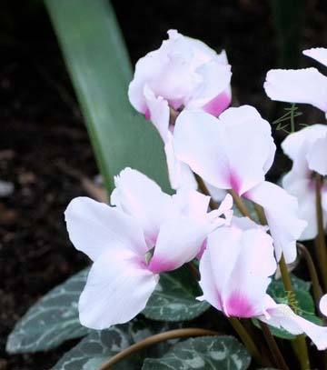 2011年家居旺財旺家的28種植物 2011年家居旺財旺家的28種植物