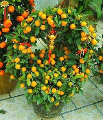 2011年家居旺財旺家的28種植物 2011年家居旺財旺家的28種植物