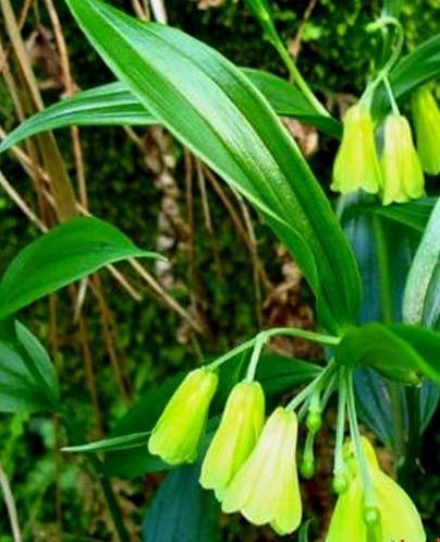 2011年家居旺財旺家的28種植物 2011年家居旺財旺家的28種植物