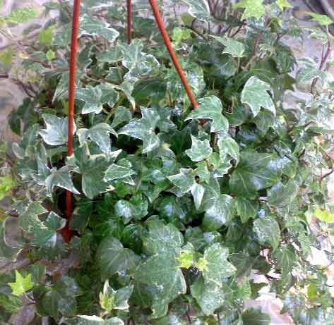 2011年家居旺財旺家的28種植物 2011年家居旺財旺家的28種植物