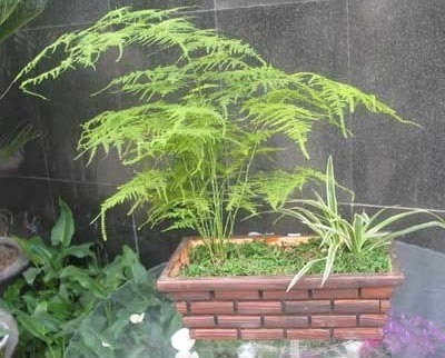 2011年家居旺財旺家的28種植物 2011年家居旺財旺家的28種植物