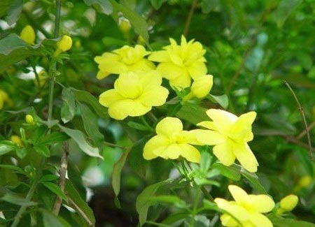 2011年家居旺財旺家的28種植物 2011年家居旺財旺家的28種植物