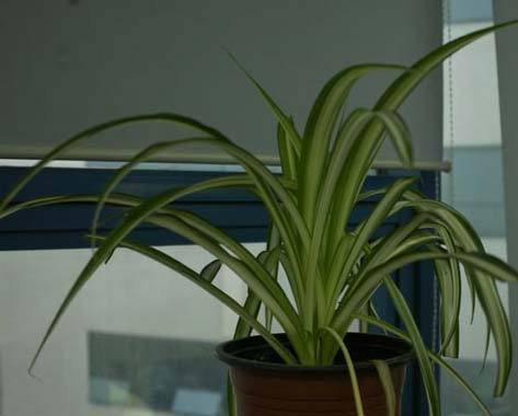2011年家居旺財(cái)旺家的28種植物 2011年家居旺財(cái)旺家的28種植物