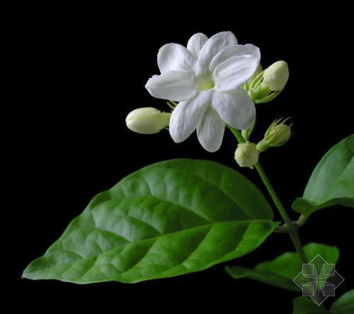 2011年家居旺財旺家的28種植物 2011年家居旺財旺家的28種植物