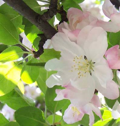 2011年家居旺財(cái)旺家的28種植物 2011年家居旺財(cái)旺家的28種植物
