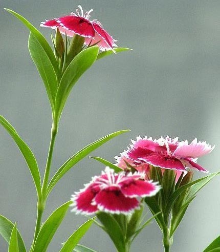 2011年家居旺財(cái)旺家的28種植物 2011年家居旺財(cái)旺家的28種植物