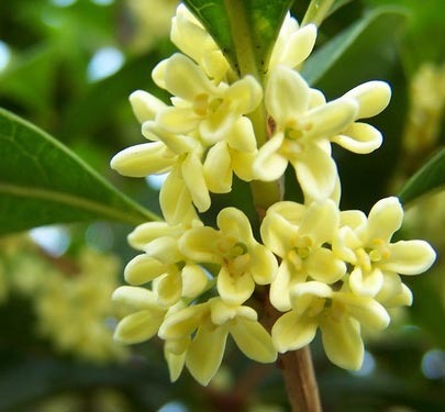 2011年家居旺財旺家的28種植物 2011年家居旺財旺家的28種植物