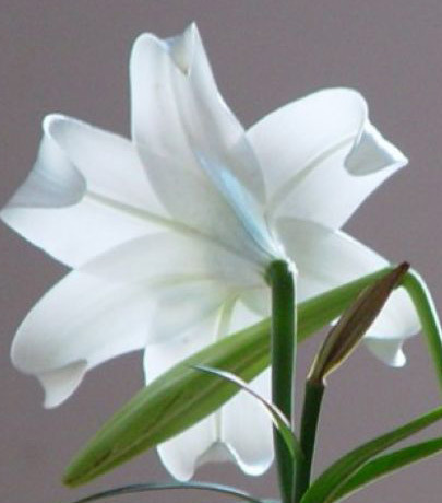 2011年家居旺財旺家的28種植物 2011年家居旺財旺家的28種植物